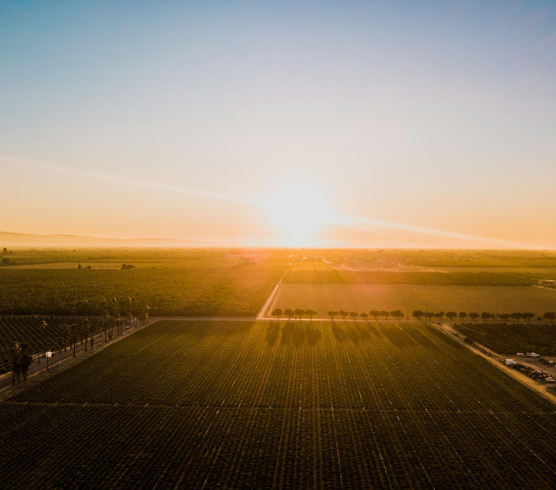 Aerial view of green agricultural fields at sunrise
