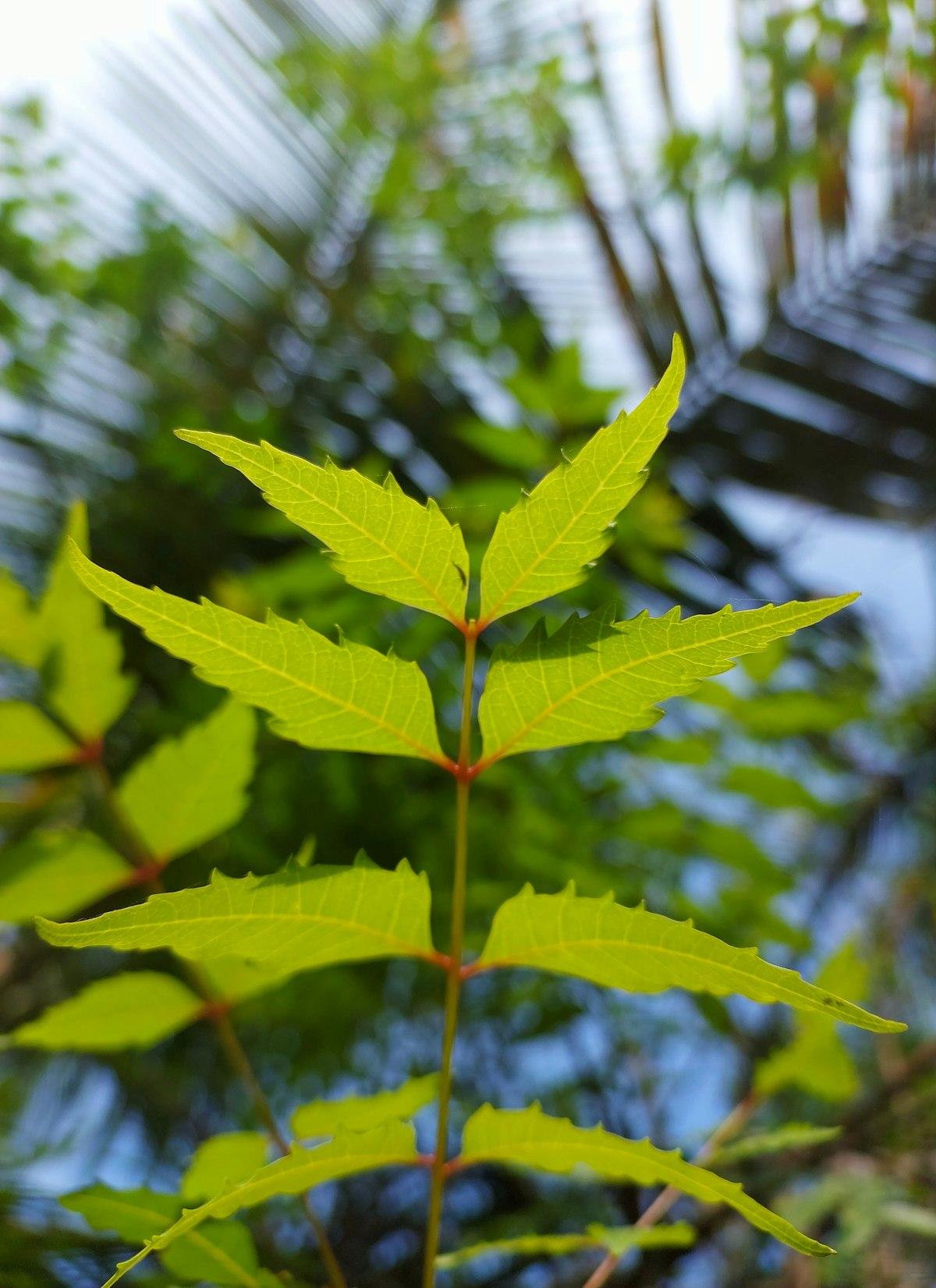 Neem Oil