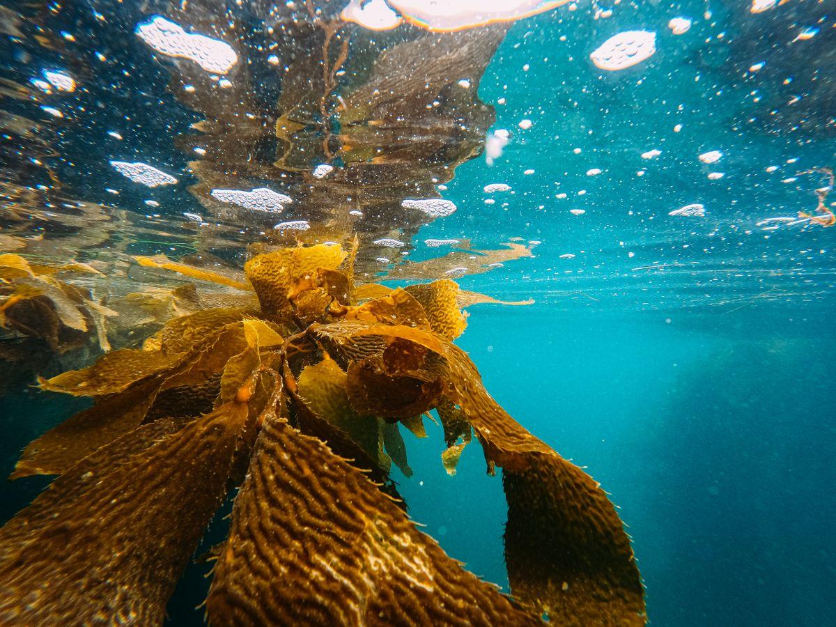 Seaweed Extract